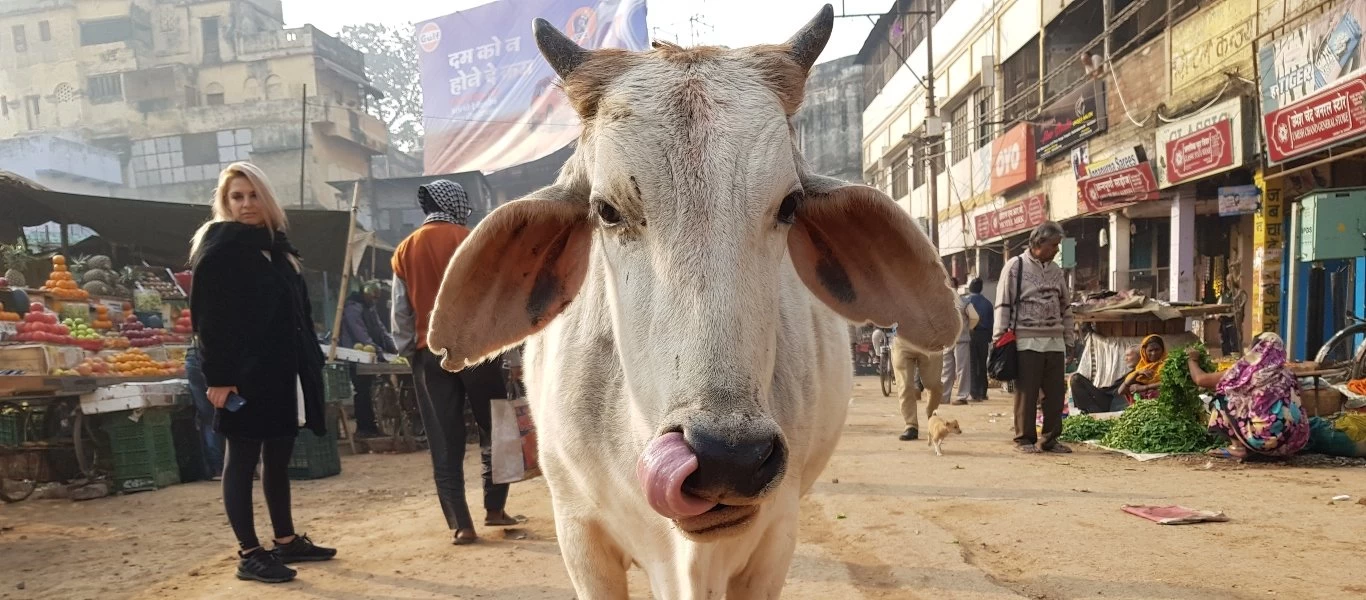 Το έχει «χάσει» ο κόσμος - Ινδός βουλευτής πίνει ούρα αγελάδας σαν φάρμακο για τον κορωνοϊό (βίντεο)